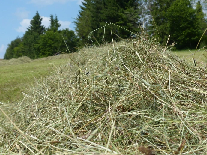 Das Hauptproblem ist die Produktion - hier entstehen die meisten Fehler für ein qualitativ hochstehendes Pferde-Raufutter. BEST OF HORSE HAY
