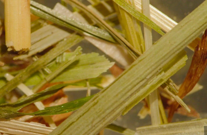 BEST OF HORSE HAY - wissen was drin steckt - erfahre mehr über schnelle und bequeme Raufutteranalysen in Echtzeit