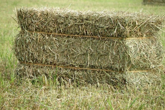 Das Problem: ungeeignetes Raufutter: 80% unserer Pferde sind krank - das ist zu viel - wir bieten die Lösung. BEST OF HORSE HAY