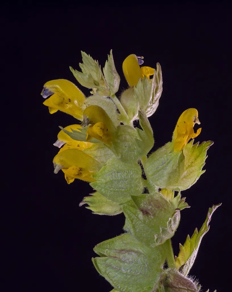 Grosser Klappertopf, copyright pixabay 3.webp