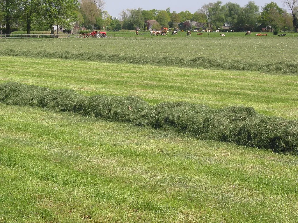 1280px-Kuilvoerwinning_(grass_silage).webp