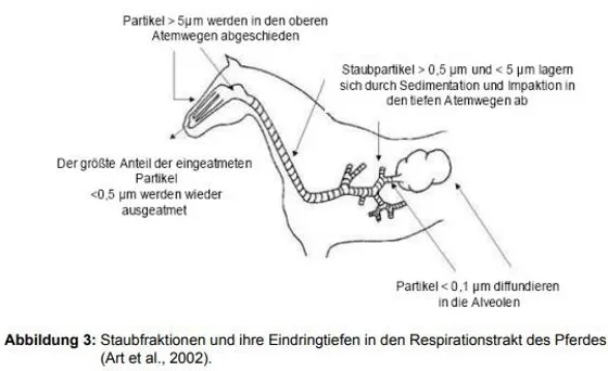 Pferd Lunge.webp