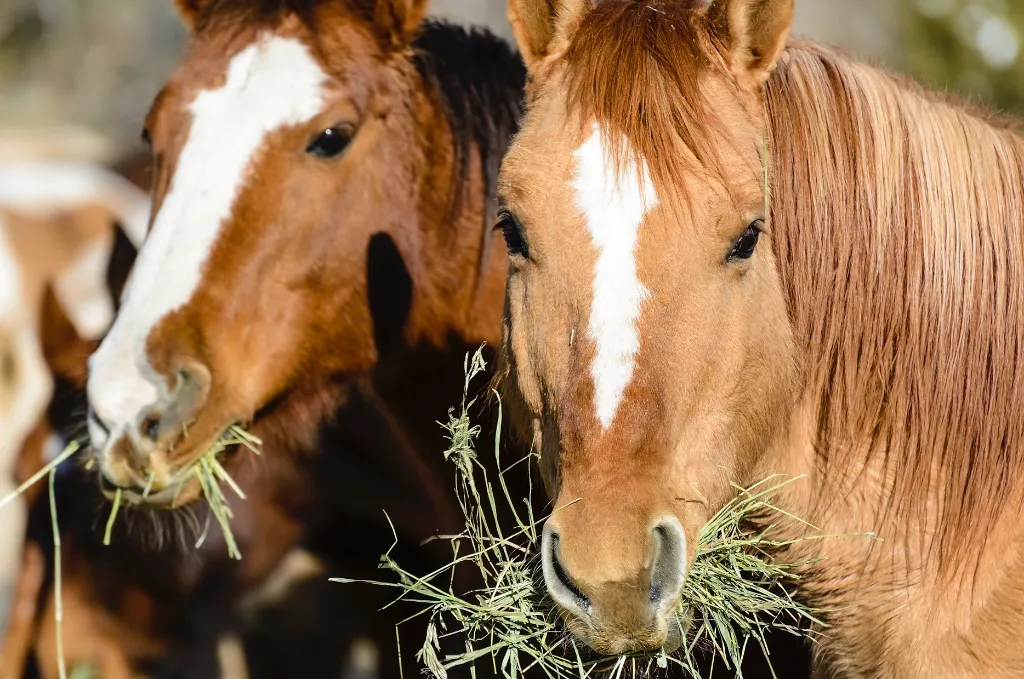 pferde fressen heu i-stock 2.webp