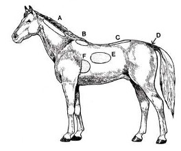 Ernährungszustand 2.jpg