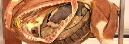 Futterberatung 1.webp